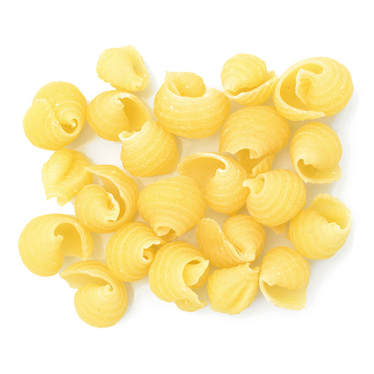 Close up of dried Dagostino Shell Pasta against a white background.